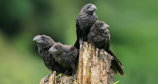 Smooth-billed Ani Identification, All About Birds, Cornell Lab of Ornithology