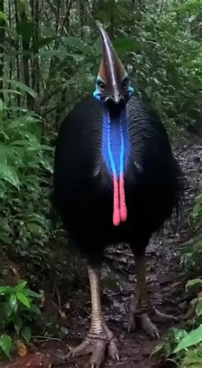 POV Immediate Danger Cassowary Kicks At The Camera