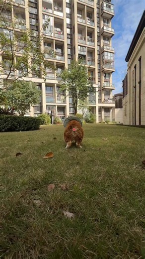 chiyu on Instagram: "doudou walking"