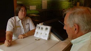 Expert Explains How To Identify Types Of Cicadas By Their Sounds