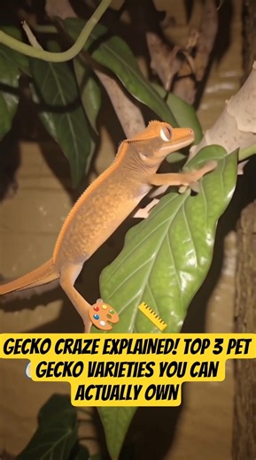 Gecko Craze EXPLAINED! Top 3 Pet Gecko Varieties You Can Actually Own #gecko #geckocraze #lizard