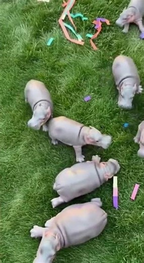 Girl vs. Piñata 🎉 The Funniest Surprise Ever!