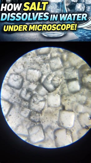 Salt Dissolving in Water Under Microscope #science #trending #viral#biology#shorts#trending#ytshorts