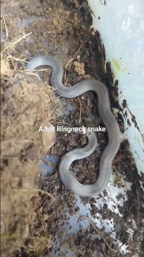 Adult ringneck snake caught earlier today