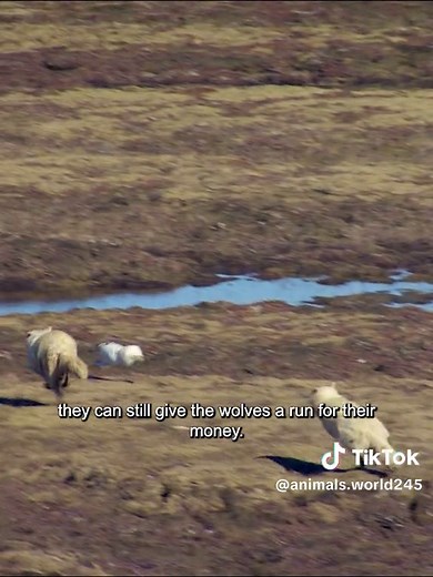 #amazinganimalsworld #wildlife #animalslifestyle #foryou | animal