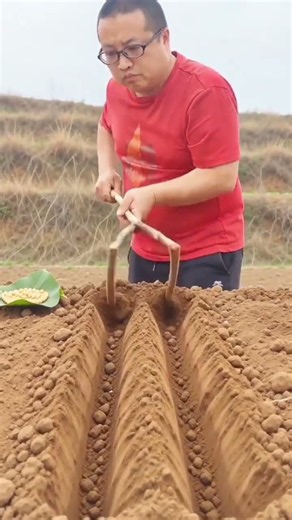 🌱 Traditional Soybean Planting Method Using Wooden Furrow Tool