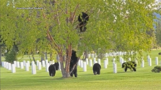 Oodles of bears caught on camera at JBER cemetery! 👉 https://tinyurl.com/4ekawc7f | Alaska's News Source