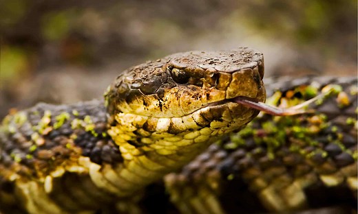 Water Moccasins vs Cottonmouth: Everything You Need To Know