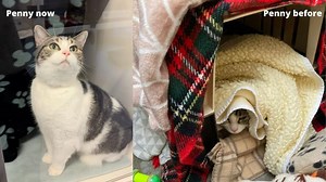 Help us update our cattery to make chic cat cabins