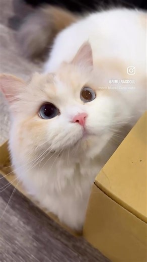 箱子太好玩了啦 😍#rimu #rimuthecutestcat #20260117 #布偶貓 #catstagram #貓咪 #猫 #cat #feles #gato #ねこ #고양이 #子猫