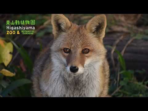 【東山動植物園公式】ホンドギツネの紺 《 ホンドギツネ キツネ 》