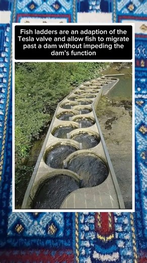 Fish Ladders: Ingenious Tesla-Valve Inspired Pathways That Let Fish Bypass Dams #shorts