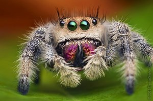Phidippus regius - The Spider Shop