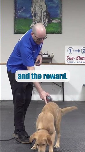 STOP Dog Jumping In 4 Steps!
