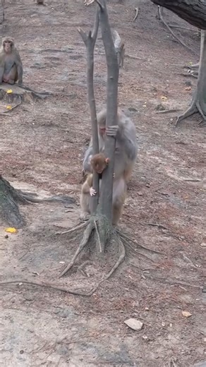 Monkey baby gets stuck in a tree, is Monkey mother anxious#Monkeys #. | Monkey 15M