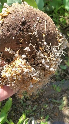 1年経っても発根しなかったステファニアエレクタが、屋外 管理により ようやく 発根したが、根のか細さはさすがのもの、1年越しが無駄になるので慎重要#caudex #shorts #bonsai #園芸