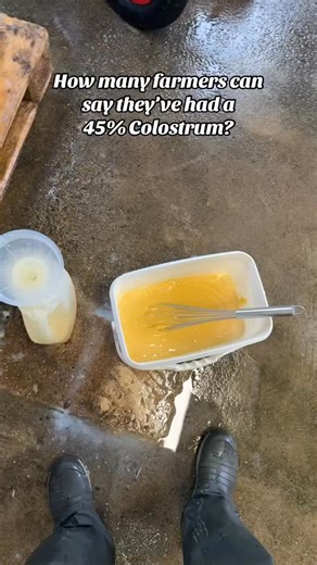 Celina Pellett - Ambassador on Instagram: "Colostrum quality determines the strength of a calves immunity. High quality colostrum contains a high level of immunoglobulins, which are the antibodies calves need to fight disease. Calves cannot make their own antibodies at birth, so they rely entirely on what they absorb from colostrum. Absorption is highest in the first hour of life and drops rapidly after that. By twelve hours, a calf can only absorb a small amount. This is why early feeding is cr