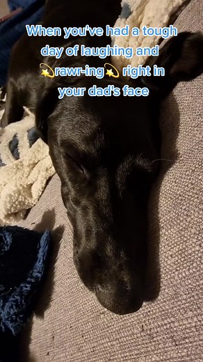 Reply to @oakleysiss Charli the Puppy: Funny Moments Compilation