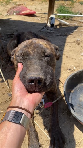 She kept bringing food, toys, and hope — until Bea was finally safe 🥹 Breanna told us how she slowly earned trust and freedom for Bea, and how her new family can’t believe how affectionate she’s become 💞 Special thanks to Fresno Humane Animal Services Follow along with Breana on TikTok: thedo.do/acobegin Keep up with Rocket Dog Rescue on TikTok: thedo.do/rocketdogrescue | The Dodo