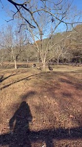 Blind horses and whitetail fawns are the backbone of our farm. Tzar is the blind horse that started our love for horses who can’t see. He is the sweetest horse ever until he hears his coat coming for him. I’ve explained numerous times that horses with zero sight don’t grow thick coats. Horses grow winter coats by the dwindling sunlight, not the temperature. He literally never sees winter coming! Tzar became an angry miserable guy several years ago and began losing weight, kicking at his pasture 