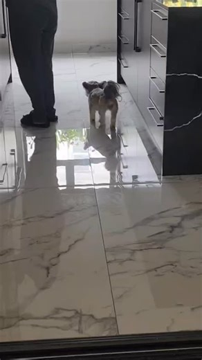 Grooming time! Time to be fabulous!#groom #parlour #mobilegroomers | Just Groom It