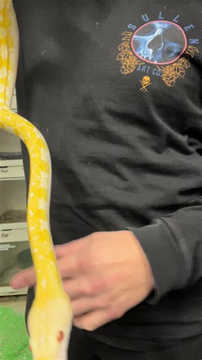White tiger boy#superdwarfretic #dwarfretic #reticulatedpython #retic #python #snakes #exoticpets #pets #reptiles