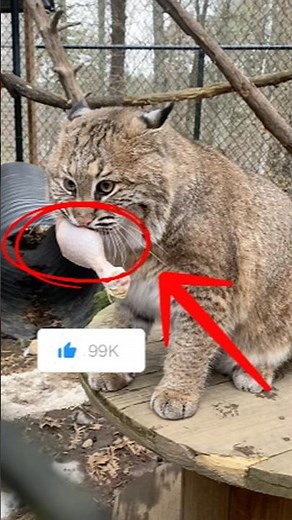 5 Wild Facts About the Lynx Cat🐈 | The mysterious Forest Hunter #catshorts #lynx #catvideos