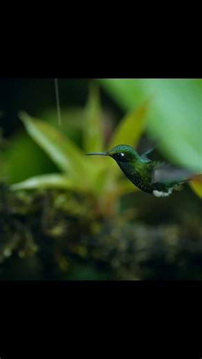 Animal doozy on Instagram: "🐦💨 How can a bird the weight of a nickel fly through a storm? To find out, scientists put hummingbirds in a wind tunnel and blasted them with 20-mile-per-hour winds. While most birds flap up and down, hummingbirds move their wings in a figure-eight — creating lift on both the upstroke and downstroke. Even in chaos, they twisted, balanced, and steered with their tails — all while keeping their beaks perfectly locked on target. 💬 Did you know hummingbirds can hover e