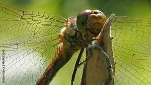 Dragonfly in the wind - close-up shot. Odonata - the order of ancient antibiotic good flying insects. Odontologia behavior in nature. Entomology of the infraclass drewscriver.