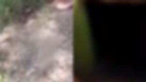 Cenas fortes: vídeos com ex3cuções do tribunal do cr1me chocam pelo grau de violência; veja