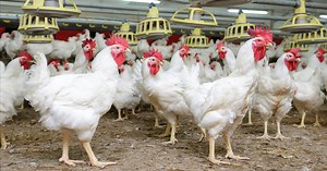New Study Tells Why Chicken Is Killing You and Saturated Fat Is Your Friend - Organic Consumers