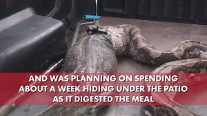 Giant snake vomits up impossibly large lizard