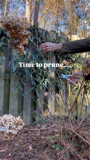 Hearts & Spade on Instagram: "It’s time to prune… * Roses * (no pruning needed until after the 1st year of blooms. Year 2, cut back flowering shoots by 3-5”; Year 3, cut entire bush back by 1/3) * Limelight and Annabelle Hydrangeas (the white ones) * Overgrown broadleaf shrubs / ones that need shaping (boxwood, holly, Anise, Distyllium, Osmanthus, etc) * Crape myrtle (selective, structural pruning only — no murder!) * Beautyberry * Vitex (chaste tree) * Butterfly bush * Abelia * Loropetalum (onl