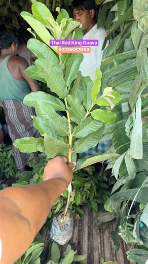 Thai Red King Guava Farming/ Guava Plant Nursery/ Fruit Plant Nursery/ Red King Guava New Veriety