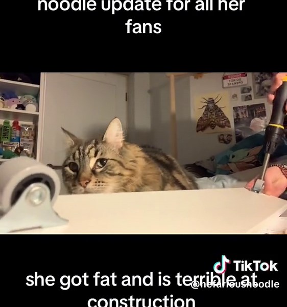 Cat Noodle's Humorous Journey: A Fat Construction Expert