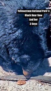 27K views · 841 reactions | Yellowstone National Park’s-Black bear...