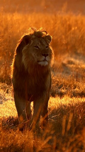 Weather changes during safari. 27°C day ➜ 14°C night in seconds. The Serengeti savanna might tricks you – scorching sun then freezing winds on game drives. Ngorongoro rim? Can drop to near zero. Never underestimate Africa’s chill… pack that jacket or regret later. Who’s been caught freezing on safari? #SafariTips #TanzaniaWeather #naturelovers #Insights #safari | Porcupine Tours