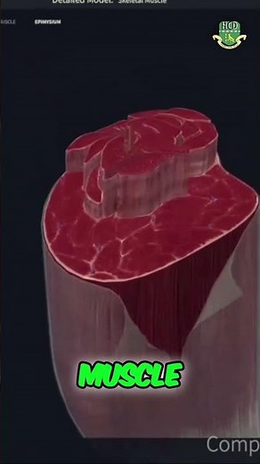 Fascia Layers in muscle: Epimysium, Perimysium, Endomysium