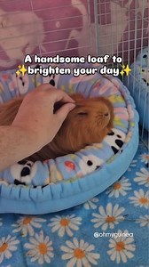 Instant midweek boost 🧡🥖 Donut bed: Toffee Apple Studios 🩵 #guineapigs #positivevibes #pets | Ohmyguinea