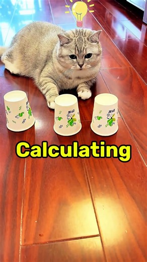 Clever Cat Plays Shell Game 🐱