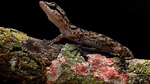 New leaf-toed geckos found living on remote volcano
