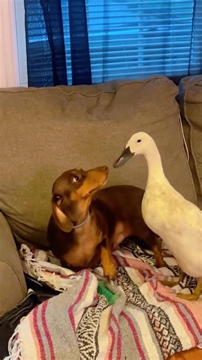 When you love him but he's lowkey terrified 💞🥺 #dachshund #puppy #duck #cute #pets #love #shorts