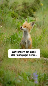 3.1K views · 131 reactions | Morgen ist es soweit: Rote Karte gegen Fuchsjagd und Schliefenanlagen! Ab 11 Uhr in Dortmund. Zusammen mit vielen anderen Vereinen und Initiativen wollen wir ein starkes Zeichen setzen - Wer ist alles mit dabei? | Netzwerk Fuchs | Facebook