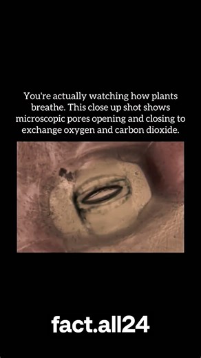 The heartbeat of the forest. ❤️🌿Just a plant taking a deep breath#stomata#botany#microscopy#viral
