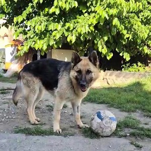 Gazdis! Léna SOS gazdi keresőnk! Lénát Kunhegyesen dobták ki, rossz állapotban mentettük. Rendbe hoztuk testileg, lelkileg, egy szép német juhászkutya lett belőle. Tavalyi mentésünk, és még mindig nincs gazda jelöltje. Nem is értjük. Léna 2 éves, embercentrikus, gyorsan tanul, jól képezhető. Benti-kinti tartásban van nálunk, a lakásban szépen viselkedik. Jó házőrző, és ragaszkodó családtag lesz belőle. Féltékeny természete miatt egyke kutyának javasoljuk. Léna előző posztja: https://www.facebook
