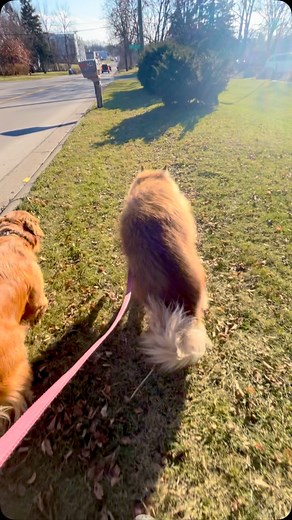 41 reactions · 8 comments | When looking to adopt a dog, please...