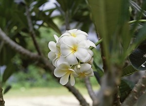 How to Branch Plumeria