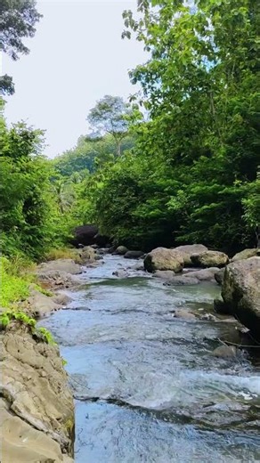 River Forest Ambience | Gentle River Flow 4K Nature Sounds for Sleep & Study #nature #river