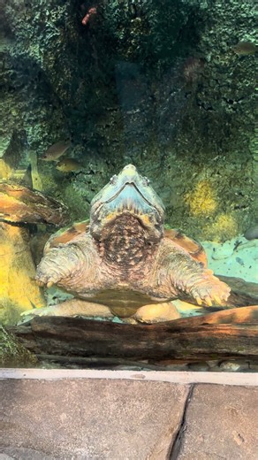 Alligator Snapping Turtle - Aquarium & Reptile Complex - Riverbanks Zoo - Columbia, SC