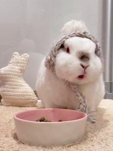 27K views · 1.9K reactions | Credit : instagram@bunnyicecake_ | Bunny Instagram | Facebook